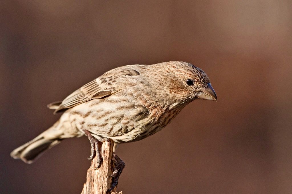 House Finch by Mike Carlo/USFWS Headquarters is licensed under CC BY 2.0